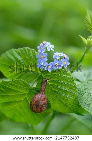 little snail on green leaf and blue flowers, natural summer background. beautiful scene of wild nature. purity of nature, care about ecology of the world concept Royalty-Free Stock Photo #2147752487