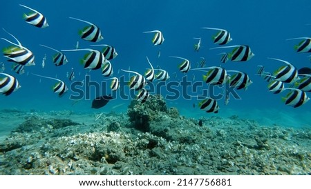 Butterfly fish. Schooling kabouba - Scholing bannerfish - Heniochus diphreutes (family Chaetodontidae) - grows up to 18 cm. Representatives of this genus of the bristle-toothed family have an elongate Royalty-Free Stock Photo #2147756881