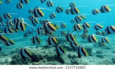Butterfly fish. Schooling kabouba - Scholing bannerfish - Heniochus diphreutes (family Chaetodontidae) - grows up to 18 cm. Representatives of this genus of the bristle-toothed family have an elongate Royalty-Free Stock Photo #2147756885