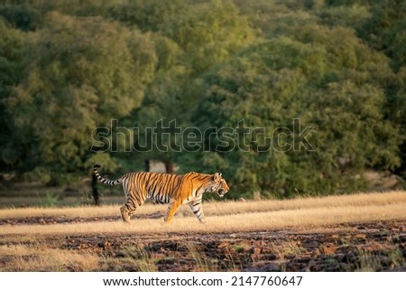 wild bengal angry female tiger in charging position on prowl tail up in natural scenic green background in safari at ranthambore national park forest reserve rajasthan india asia - panthera tigris