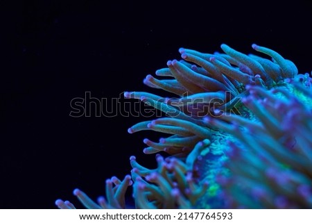 marine coral LPS Catalaphyllia jardinei. High quality photo