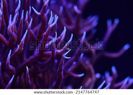 marine coral Seriatopora hystrix. High quality photo Royalty-Free Stock Photo #2147764747