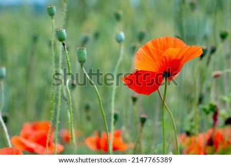 Green and red landscape of poppy field background. Copy space for design. 