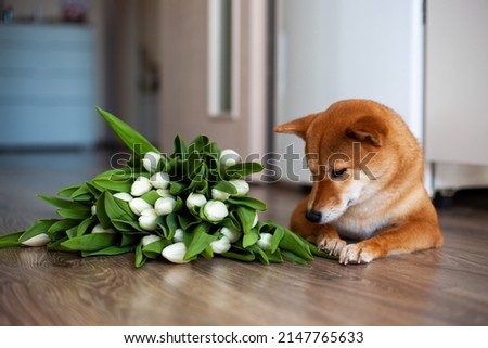 
Shiba Inu dog lies on the floor and a bouquet of tulips nearby