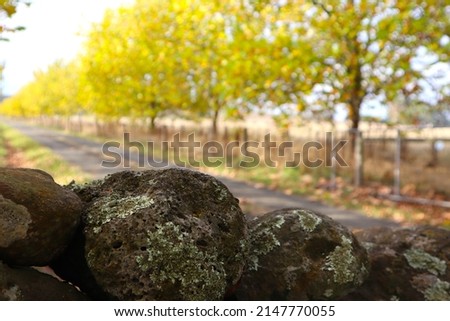 Close up of old drystone wall with moss and trees in background in countryside