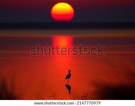 Wading pied avocet (Recurvirostra avosetta) walking in water in early orange light and looking for food during sunrise Royalty-Free Stock Photo #2147770979