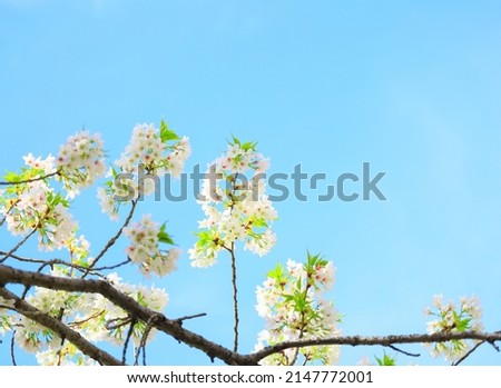 Japanese cherry blossoms in full bloom against the blue sky.  With space for your text.  Spring season