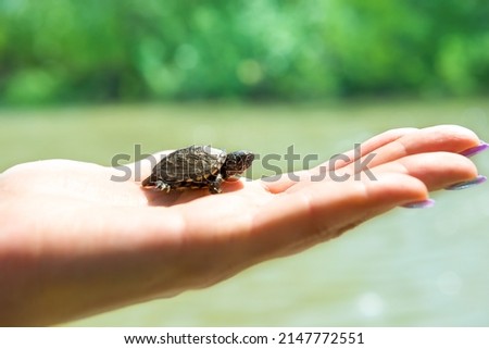 Small turtle crawling up on woman hand