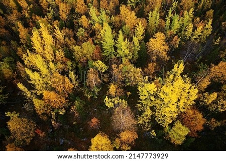 Top view of the birch woods with bright colors at sunset in the autumn. Aerial view of a landscape in the form of a map of the earth and texture