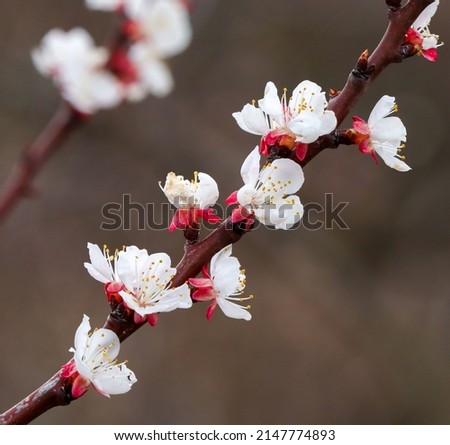 Beautiful apricot tree bloom, blossom, in spring, april, with isolated, blurred background, closeup image