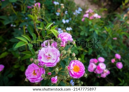 A close up shot of pink Garden Roses, Garden roses are predominantly hybrid roses that are grown as ornamental plants in private or public gardens.