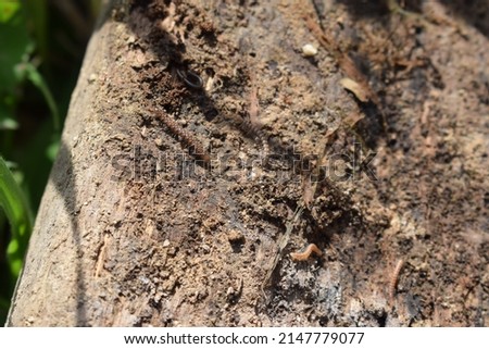 Small group of young millipedes on a dirty rock