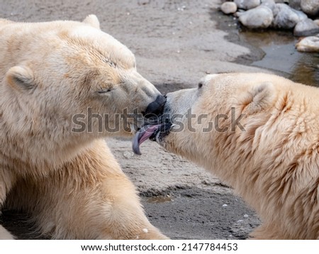 a picture of two polar bears kissing