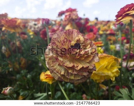 Colorful Flowers in a Flower Field on a Bright Day
