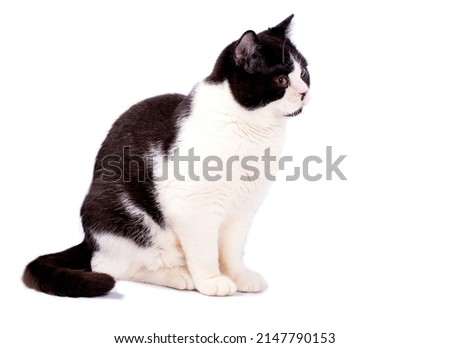 big Scottish cat bicolor color on a white background, isolated image, beautiful domestic cats, pets,