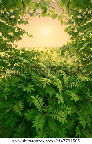 Green leaves on a summer morning