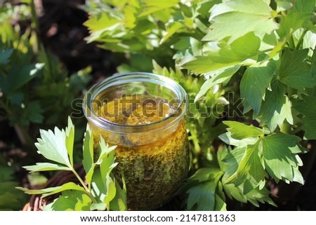lovage pesto and lovage in the garden Royalty-Free Stock Photo #2147811363