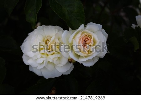 beautiful white roses in the garden. rose garden. background of roses. stock photo. place for text. delicate flowers in the garden under the rays of the sun
