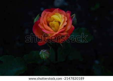 beautiful orange roses in the garden. rose garden. background of roses. stock photo. place for text. delicate flowers in the garden. dark background.