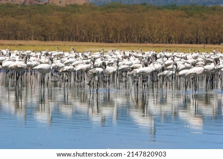 Juvenile flamingos colony standing in lake water Kenya