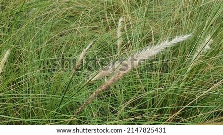 Pennisetum setaceum, beautiful ornamental plant. Fountain grass, bush with elongated fluffy white and purple flowers, in the garden. Pennisetum is a species of perennial grass in the Poaceae family.