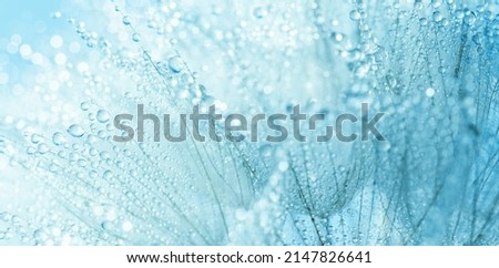 Abstract macro photo dandelion flower seeds with water drops background. closeup with soft focus for desktop. pastel blue tones. Print for Wallpaper. Floral fantasy design.Beautiful Nature.