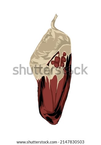 chrysalis to butterfly icon isolated