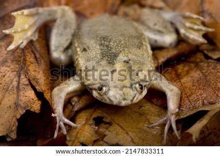 Carvalho's Surinam toad (Pipa carvalhoi)
