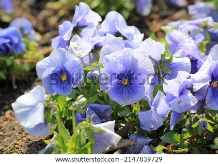Blue flowers pansies in the park in spring