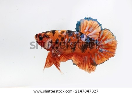 Nemo Galaxy short body giant betta fish