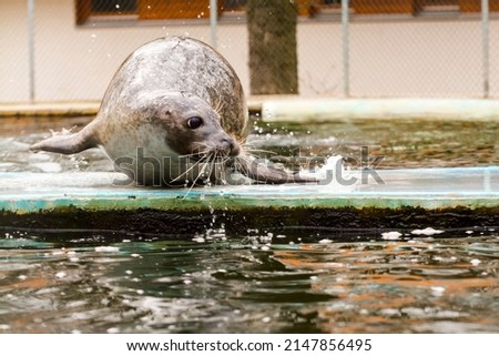 Harbor seal, its scientific name is Phoca vitulina Royalty-Free Stock Photo #2147856495