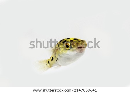 green spotted puffer fish, freshwater puffer fish Royalty-Free Stock Photo #2147859641