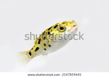 green spotted puffer fish, freshwater puffer fish Royalty-Free Stock Photo #2147859645
