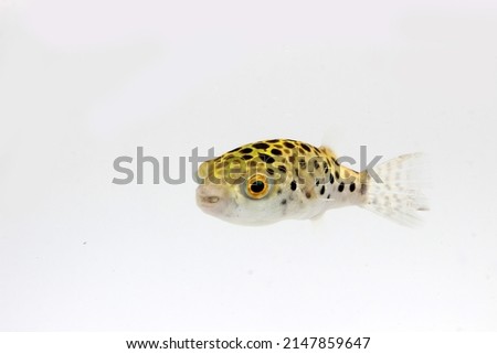 green spotted puffer fish, freshwater puffer fish Royalty-Free Stock Photo #2147859647