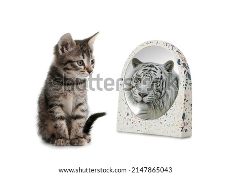 Cute cat looks like tiger into reflection of mirror on white background