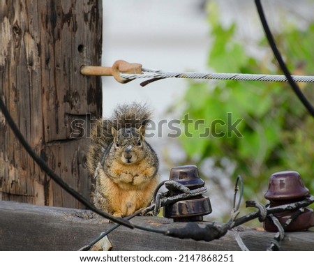 An Eastern Fox Squirrel (Sciurus niger) perches on top of a telephone pole in Los Angeles, CA.