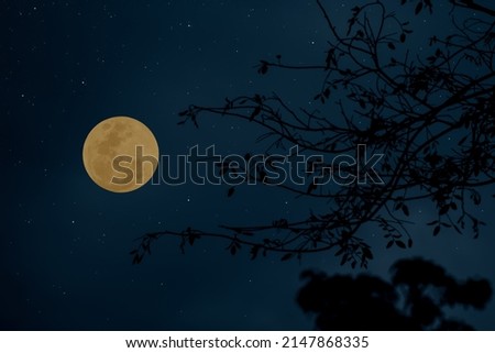 Full moon on the sky with tree branch silhouette.