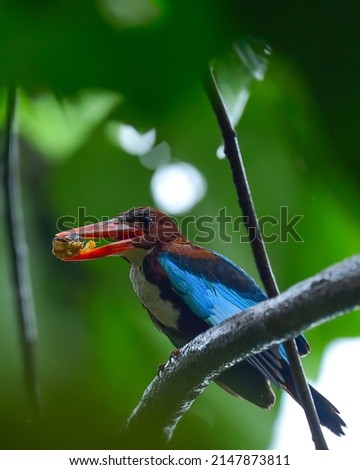 White thoughted kingfisher with kill 