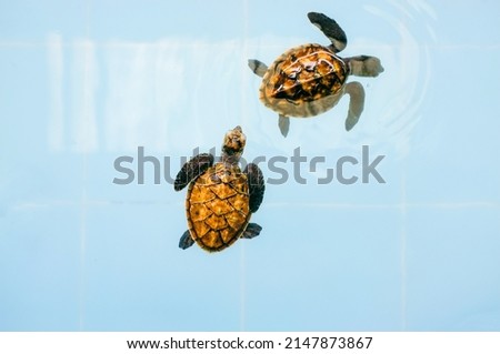 Baby sea turtles in nursery ponds in Sea Turtle Conservation Center Royalty-Free Stock Photo #2147873867