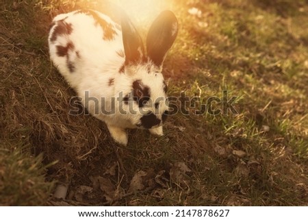 Rabbit grazing the green field on animal farm. High quality photo