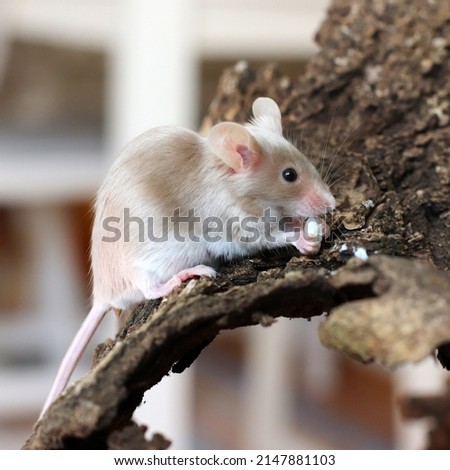 Decorative satin grey mouse. A pet, a funny pet. Mouse eats cheese