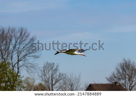 a  stork flies through the air on a summer day with blue sky without clouds
