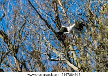 a  stork stands in a tree on a summer day with blue sky without clouds