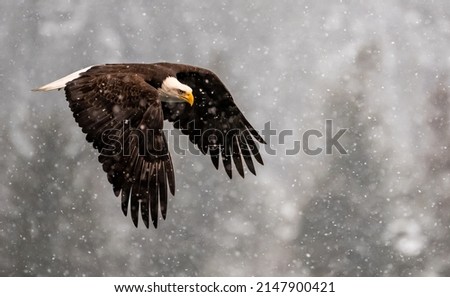 american bald eagle in flight on snowy day against forested alaskan background