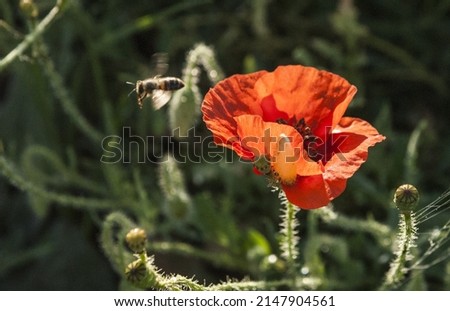Red poppies on grass in Valensole, Provence, France