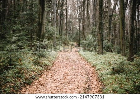 Beautiful evergreen forest with pine trees and trail covered by white anemone flowers. Nature background, landscape photography Royalty-Free Stock Photo #2147907331