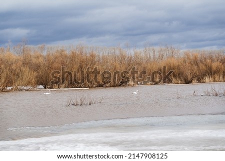 White swans swim on the lake, two migratory birds in the dirty spring water, landing on the water, Ice on the river melting, dry trees. High quality photo
