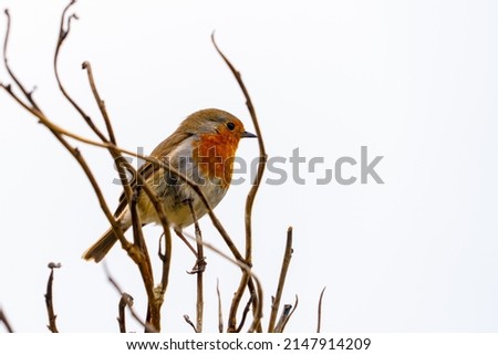 Robin through Branches white sky red feathers