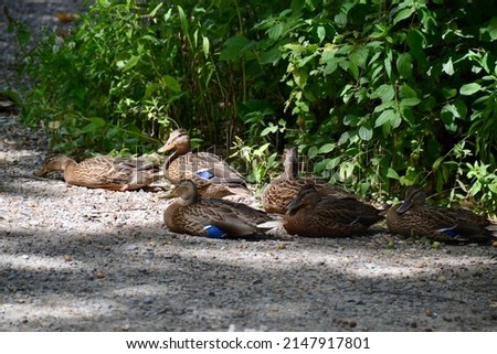 Group of female Mallard ducks (Anas platyrhynchos) resting along Lynde Shores trail during Summer