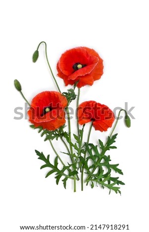 Flowers red poppy and buds ( Papaver rhoeas, corn poppy, corn rose, field poppy, red weed ) on a white background. Top view, flat lay